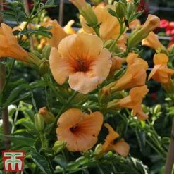 Campsis X Tagliabuana 'Summer Jazz - Gold' -Garden Glory Sales camp jazz6