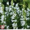 Campanula Persicifolia Var. Alba -Garden Glory Sales camp lat