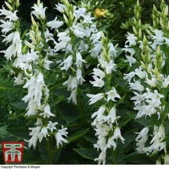 Campanula Persicifolia Var. Alba -Garden Glory Sales camp latif