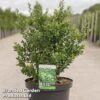 Ilex Crenata 'Caroline Upright' -Garden Glory Sales caroline1