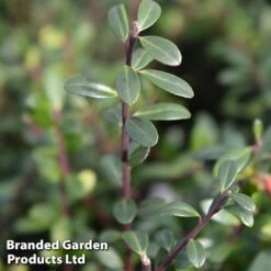 Ilex Crenata 'Caroline Upright' -Garden Glory Sales caroline2