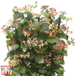 Honeysuckle 'Celestial' 17 Honeysuckle 'Celestial' -Garden Glory Sales cele5