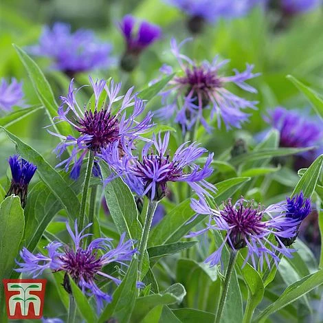 Centaurea Montana 3 Centaurea Montana