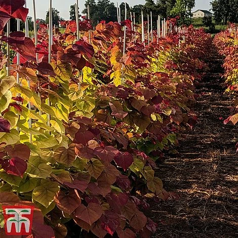 Cercis 'Eternal Flame' 6 Cercis 'Eternal Flame' - Image 4