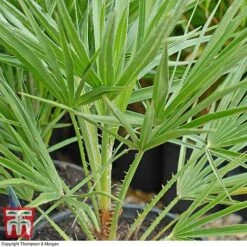 Chamaerops Humilis -Garden Glory Sales chaM T47762 C1