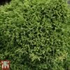 Chamaecyparis Pisifera 'Hime-Sawara' -Garden Glory Sales cham himes