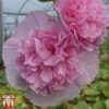 Hollyhock 'Chater's Salmon Pink' -Garden Glory Sales chater2