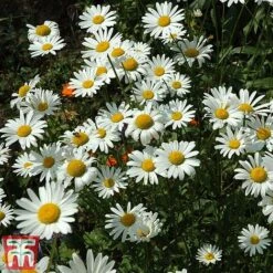 Chrysanthemum 'Silver Princess' -Garden Glory Sales chry sil