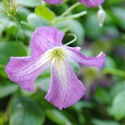 Clematis Viticella -Garden Glory Sales clem NOW1