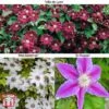 Clematis Large Flowered Trio 2 Clematis Large Flowered Trio -Garden Glory Sales clem large B
