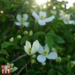 Clematis Montana 'Grandiflora' -Garden Glory Sales clem mont