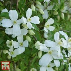 Clematis Montana 'Grandiflora' -Garden Glory Sales clem mont2
