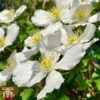Clematis Montana 'Grandiflora' -Garden Glory Sales clem mont3