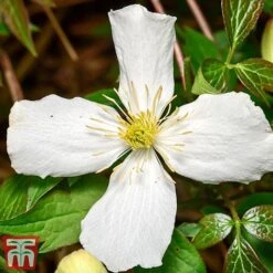 Clematis Montana 'Grandiflora' -Garden Glory Sales clem mont4