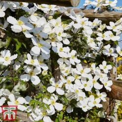 Clematis Montana 'Grandiflora' -Garden Glory Sales clem mont5