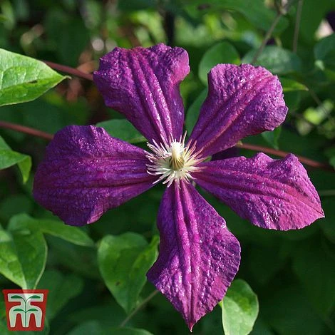 Clematis Viticella 'Polish Spirit' 3 Clematis Viticella 'Polish Spirit'