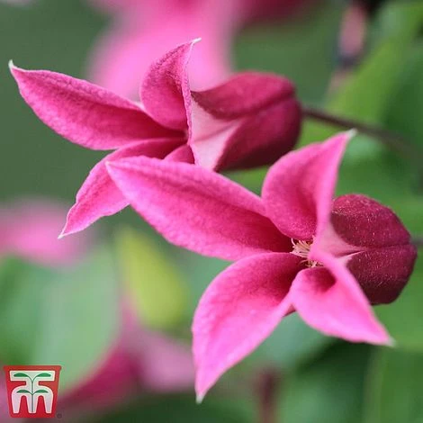 Clematis 'Princess Diana' 3 Clematis 'Princess Diana'