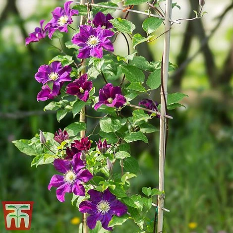 Clematis 'Warszawska Nike' 3 Clematis 'Warszawska Nike'