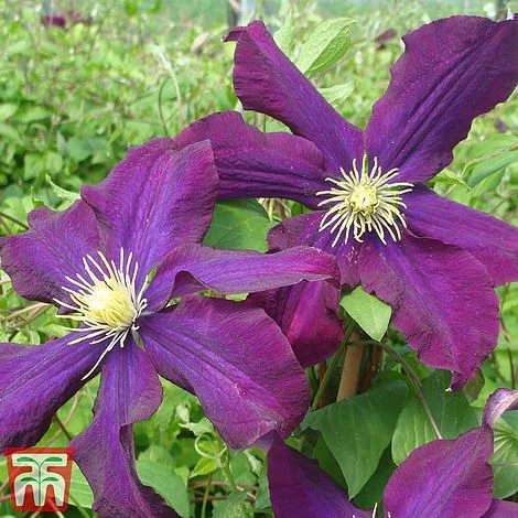 Clematis 'Warszawska Nike' 4 Clematis 'Warszawska Nike' - Image 2