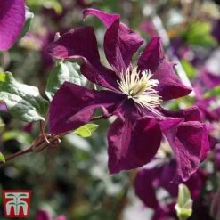 Clematis 'Warszawska Nike' 11 Clematis 'Warszawska Nike' -Garden Glory Sales clem wars4