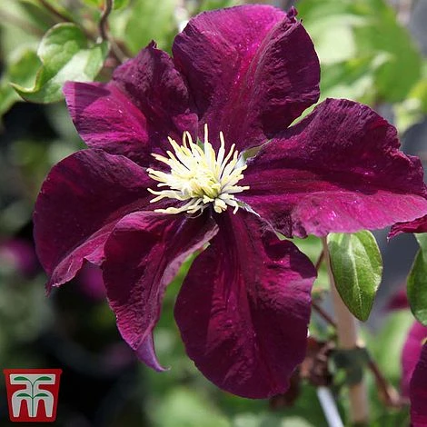 Clematis 'Warszawska Nike' 7 Clematis 'Warszawska Nike' - Image 5