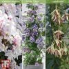 Clematis All Season Climbing Collection -Garden Glory Sales clematis collection1