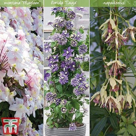 Clematis All Season Climbing Collection 3 Clematis All Season Climbing Collection