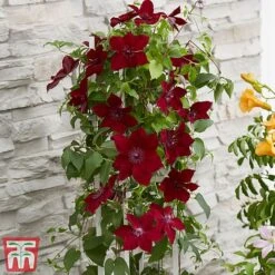 Clematis Patio Collection 14 Clematis Patio Collection -Garden Glory Sales clematis3