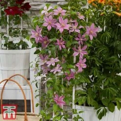 Clematis Patio Collection 15 Clematis Patio Collection -Garden Glory Sales clematis4