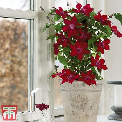 Clematis Patio Collection 8 Clematis Patio Collection - Image 6