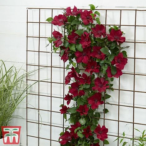 Clematis Patio Collection 9 Clematis Patio Collection - Image 7