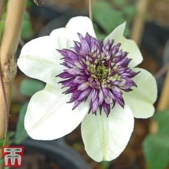 Clematis Florida 'Sieboldii' -Garden Glory Sales clems