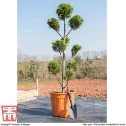 Leyland Cypress 'Castlewellan' Topiary -Garden Glory Sales cloud