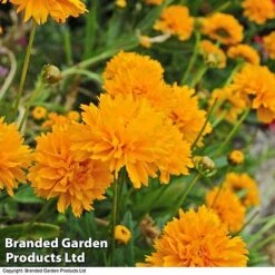 Perennial Pollinator Collection 11 Perennial Pollinator Collection -Garden Glory Sales core gold