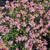 Coreopsis Rosea 'American Dream' -Garden Glory Sales coreopsis american dream1