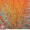 Cornus Sanguinea 'Winter Beauty' -Garden Glory Sales corn win