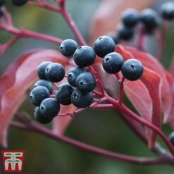 Cornus Sanguinea 'Winter Beauty' -Garden Glory Sales corn wint
