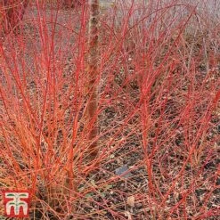 Cornus Sanguinea 'Winter Beauty' -Garden Glory Sales corn wint4