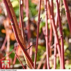 Cornus Sanguinea 'Winter Beauty' -Garden Glory Sales corn wint5