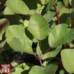 Cotinus Coggygria -Garden Glory Sales cotti