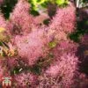 Cotinus Coggygria -Garden Glory Sales cotti2