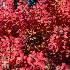 Cotinus Coggygria -Garden Glory Sales cotti3