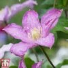 Clematis 'Comtesse De Bouchaud' -Garden Glory Sales count