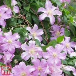 Clematis 'Comtesse De Bouchaud' 10 Clematis 'Comtesse De Bouchaud' -Garden Glory Sales countes