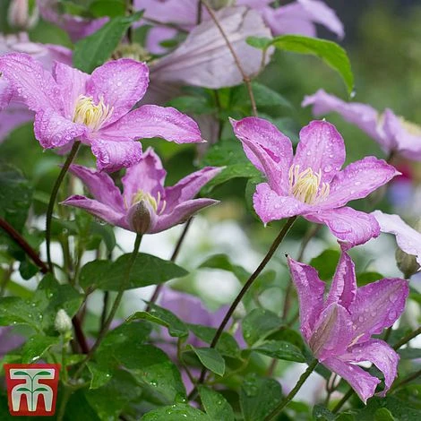Clematis 'Comtesse De Bouchaud' 8 Clematis 'Comtesse De Bouchaud' - Image 6