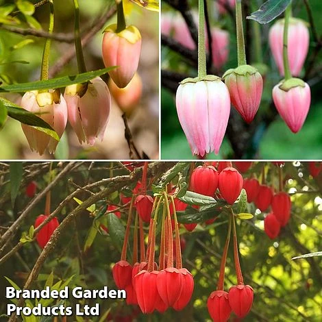 Crinodendron Trio 3 Crinodendron Trio