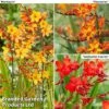 Crocosmia Collection -Garden Glory Sales croc trio
