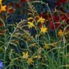 Crocosmia 'George Davison' -Garden Glory Sales crocosmia george davison