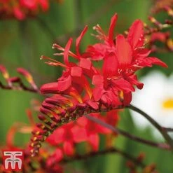 Everlasting Perennial Collection -Garden Glory Sales crocosmia2