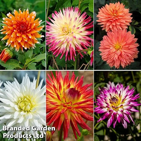 Dahlia 'Cactus Collection' 3 Dahlia 'Cactus Collection'